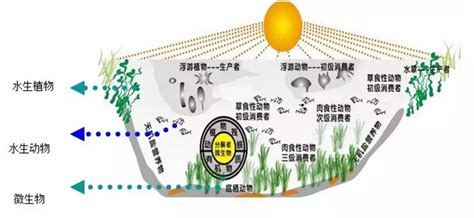 附近池塘|池塘生态系统中的生命层次